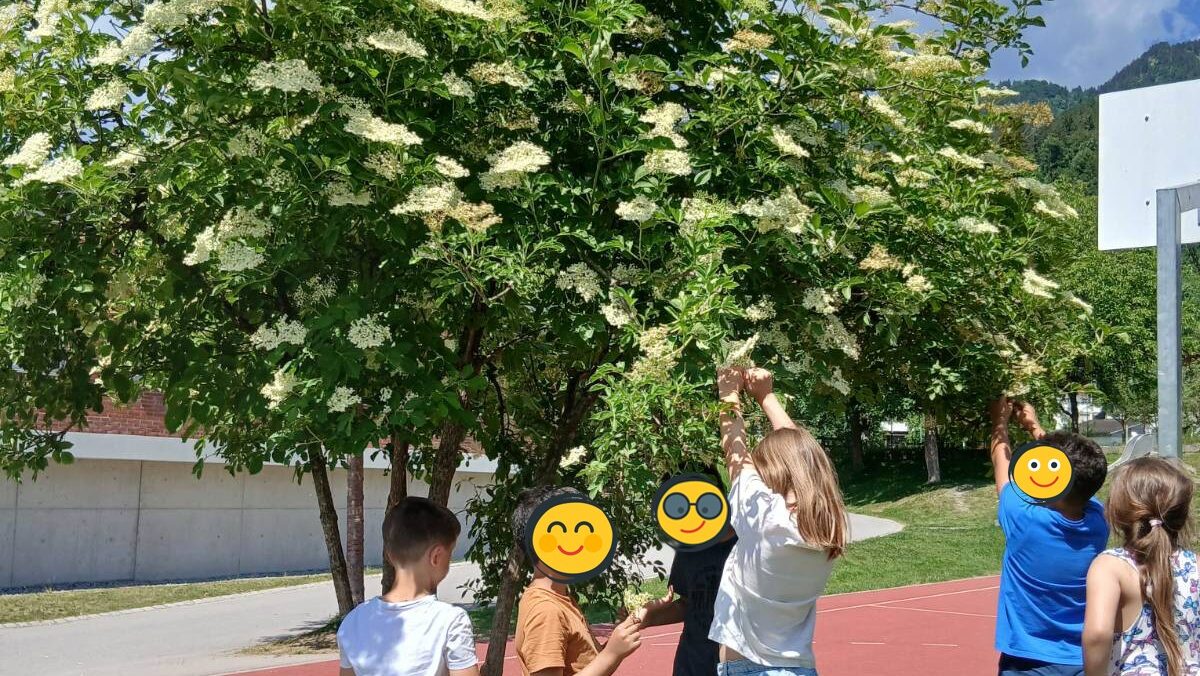 Children gather around a flowering white-blossom tree in a sunny playground, lifting branches and exploring the blossoms.","A group of kids outdoors by a tree covered in white flowers on a sunny day, near a basketball court.","Kids outdoors examining a flowering tree with white blooms on a sunny day at a park or schoolyard.","Several children stand under a flowering tree, reaching to touch the white blossoms on a bright day.","Playful scene: children near a white-flowering tree in a grassy area beside a basketball court."