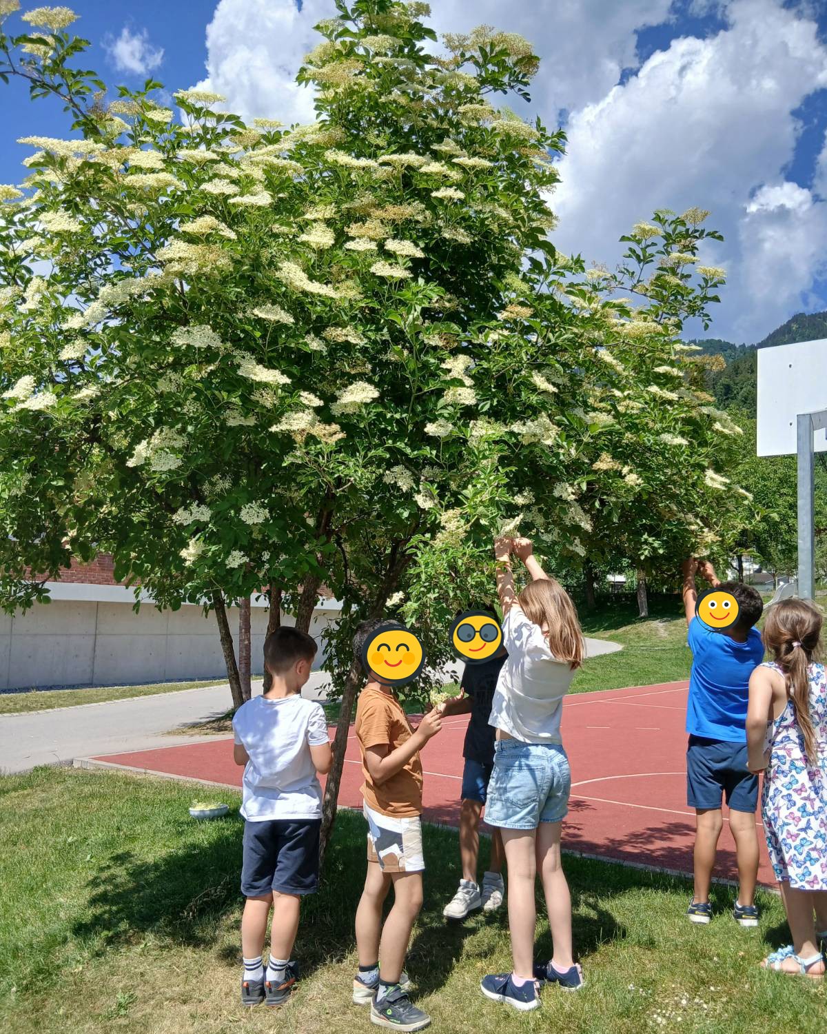 Children gather around a flowering white-blossom tree in a sunny playground, lifting branches and exploring the blossoms.","A group of kids outdoors by a tree covered in white flowers on a sunny day, near a basketball court.","Kids outdoors examining a flowering tree with white blooms on a sunny day at a park or schoolyard.","Several children stand under a flowering tree, reaching to touch the white blossoms on a bright day.","Playful scene: children near a white-flowering tree in a grassy area beside a basketball court."