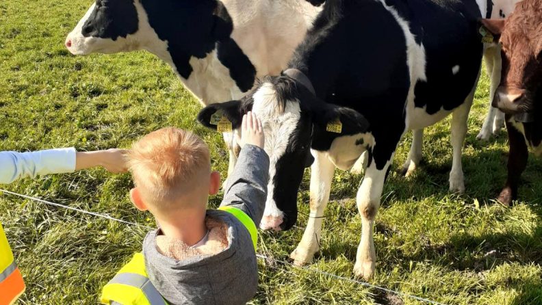 Child wearing a bright safety vest reaches to touch a black-and-white dairy cow in a grassy field, with more cows and a tree line in the background on a sunny day.